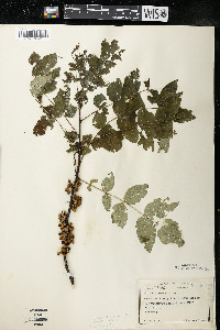 Zanthoxylum americanum image