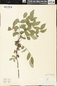 Zanthoxylum americanum image