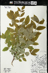 Zanthoxylum americanum image