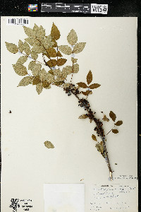 Zanthoxylum americanum image