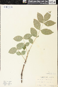 Zanthoxylum americanum image