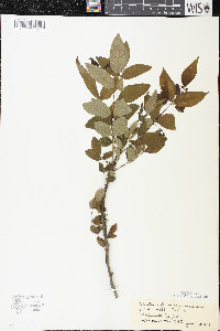 Zanthoxylum americanum image