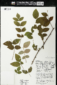 Zanthoxylum americanum image