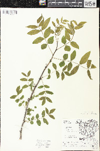 Zanthoxylum americanum image