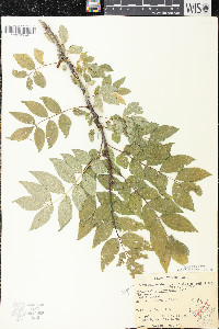 Zanthoxylum americanum image