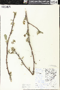 Zanthoxylum americanum image