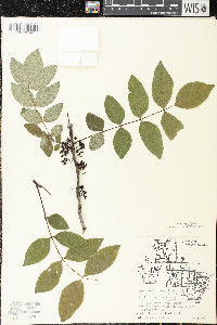 Zanthoxylum americanum image