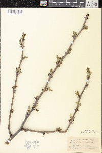 Zanthoxylum americanum image