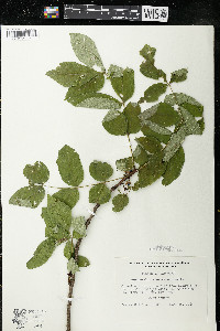 Zanthoxylum americanum image