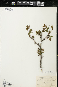 Zanthoxylum americanum image