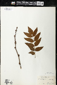 Zanthoxylum americanum image