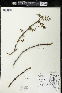 Zanthoxylum americanum image