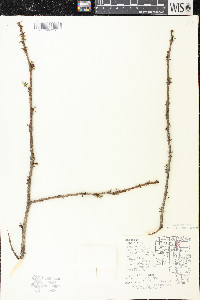 Zanthoxylum americanum image