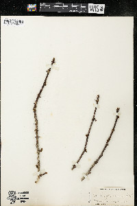 Zanthoxylum americanum image