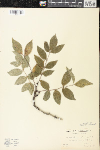 Zanthoxylum americanum image