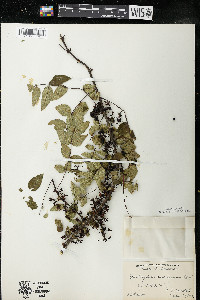 Zanthoxylum americanum image