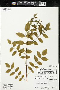 Zanthoxylum americanum image