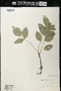 Zanthoxylum americanum image