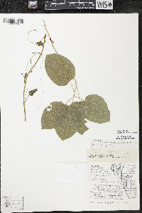 Smilax ecirrhata image