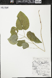 Smilax ecirrhata image