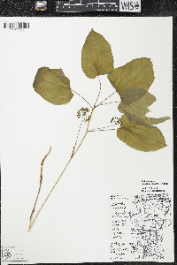 Smilax ecirrhata image