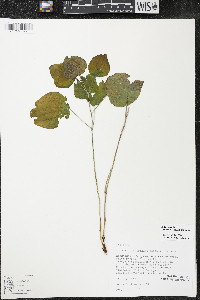 Smilax ecirrhata image