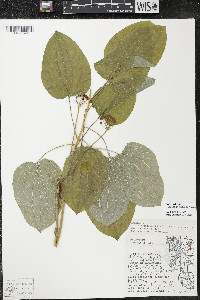 Smilax ecirrhata image