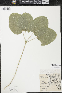 Smilax ecirrhata image