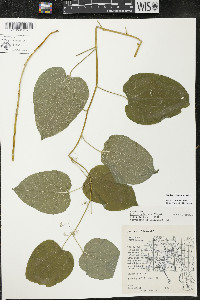 Smilax ecirrhata image