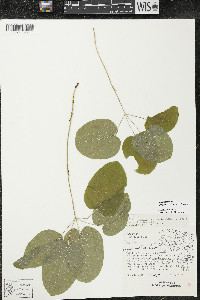 Smilax ecirrhata image