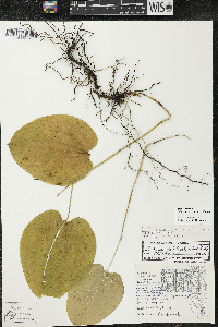 Smilax ecirrhata image