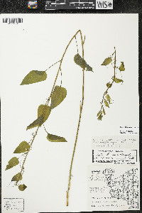 Smilax illinoensis image