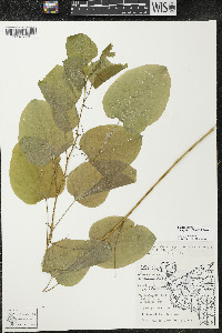 Smilax ecirrhata image