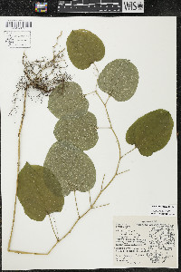 Smilax lasioneura image