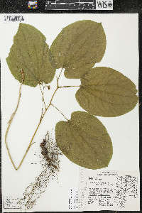 Smilax ecirrhata image