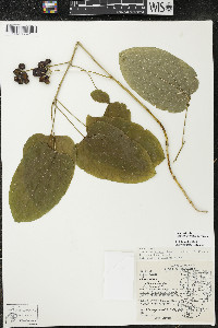 Smilax ecirrhata image