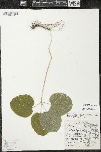 Smilax ecirrhata image