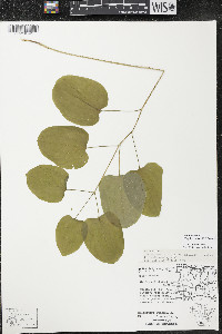 Smilax ecirrhata image