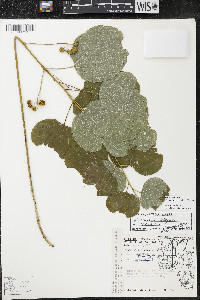 Smilax ecirrhata image