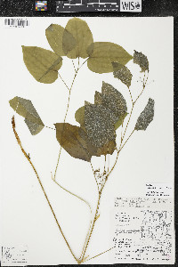 Smilax ecirrhata image