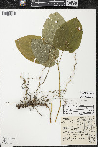 Smilax ecirrhata image