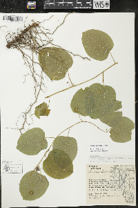 Smilax lasioneura image