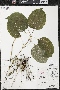 Smilax ecirrhata image