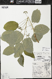 Smilax ecirrhata image