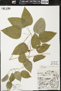 Smilax lasioneura image