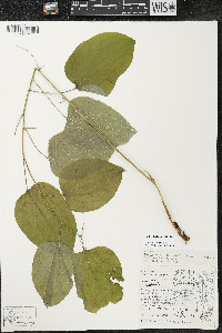 Smilax ecirrhata image