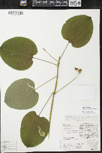 Smilax ecirrhata image