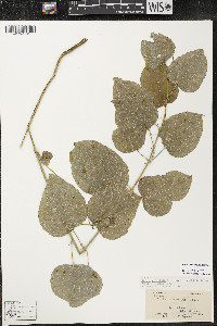 Smilax ecirrhata image