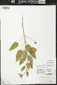 Smilax illinoensis image