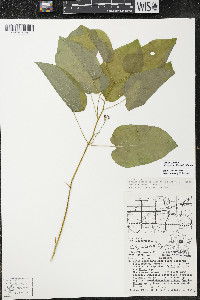 Smilax ecirrhata image